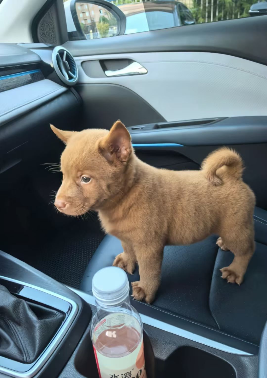 鸡肉蘑菇犬用冻干拌粮