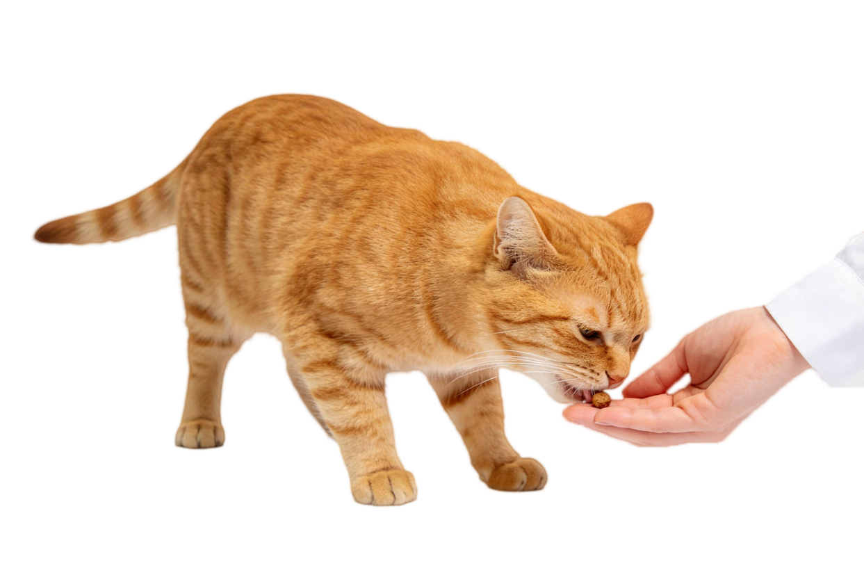 Good Craftsmanship
Allows Pets To Enjoy
Every Meal More