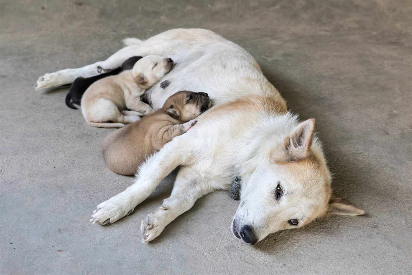 与幼犬在一起的母犬