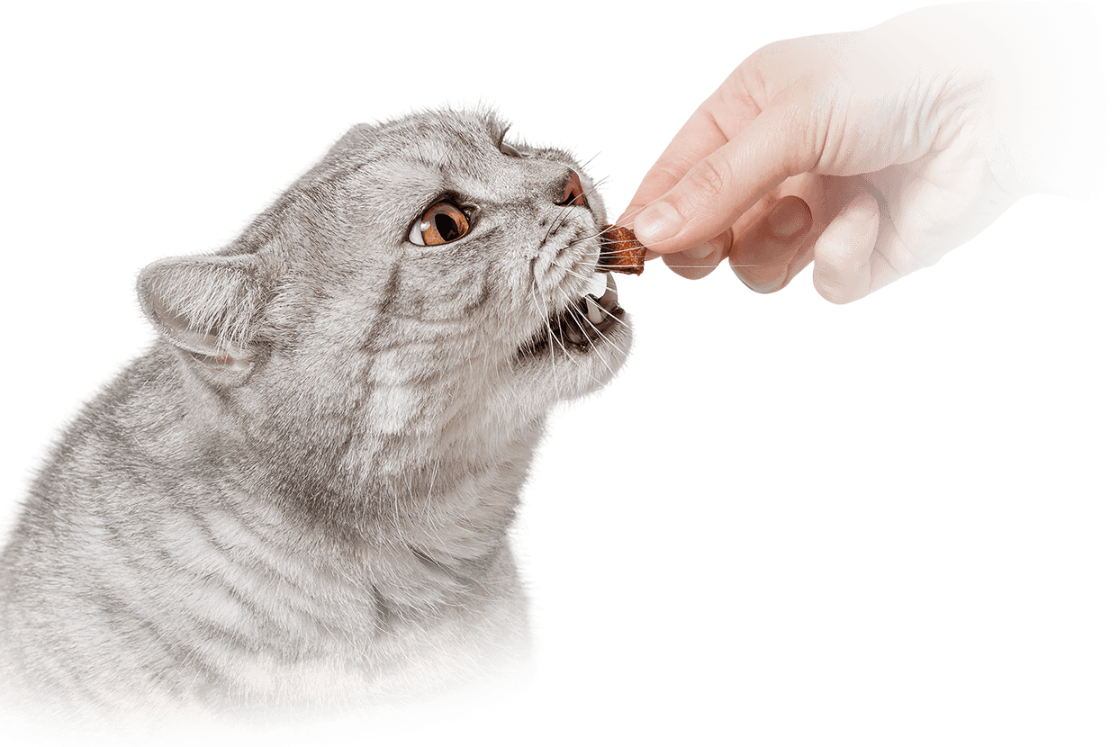 工艺精湛让宠物享受每餐更多