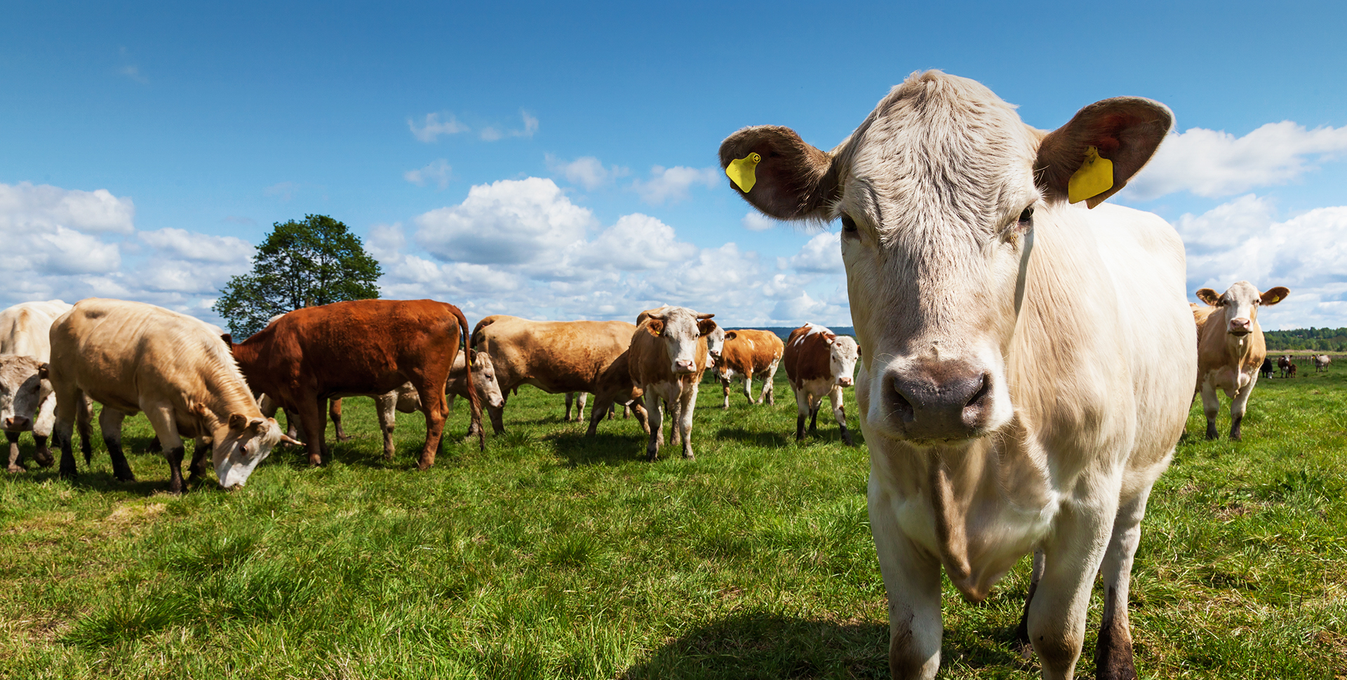 从源头到碗头图 1